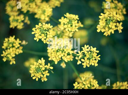 Fleurs de ragrain jaune avec fond vert foncé. Bio canola. Gros plan coloré avec bookeh et faible profondeur de champ. Fleurs de printemps fraîches en mai Banque D'Images