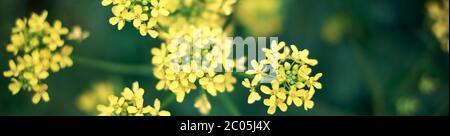 Fleurs de ragrain jaune avec fond vert foncé. En-tête pour website, bannière, affiche horizontale. Bio canola. Gros plan, faible profondeur de champ. Banque D'Images