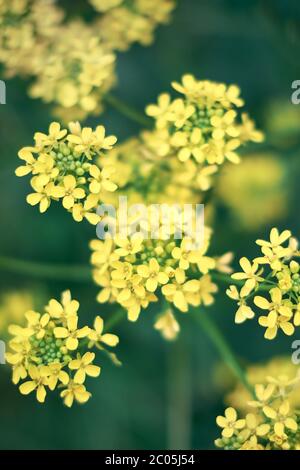 Fleurs de ragrain jaune avec fond vert foncé. Bio canola. Gros plan coloré avec bookeh et faible profondeur de champ. Fleurs de printemps fraîches en mai Banque D'Images