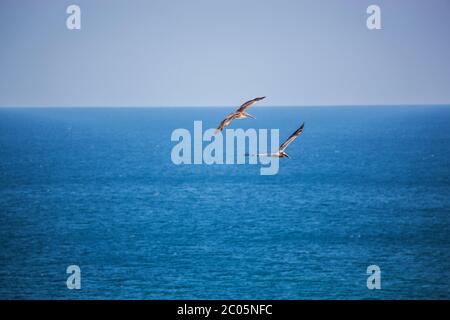 Deux pélicans bruns sont illustrés dans des vols qui survolent le golfe du Mexique avec des ailes qui s'étendent contre un ciel bleu et une eau bleue sans nuages Banque D'Images