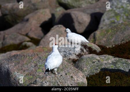 Ptarmigan (Lagopus muta) Royaume-Uni Banque D'Images