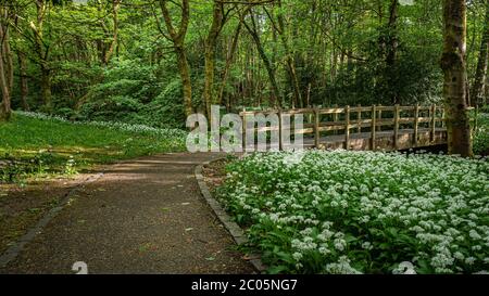 Fleurs d'ail sauvage, Allium ursinum, qui pousse sur le sol forestier dans un bois près de Lennoxtown, en Écosse Banque D'Images