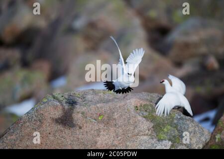 Ptarmigan (Lagopus muta) Royaume-Uni Banque D'Images