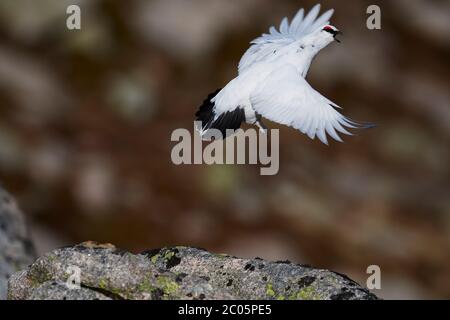Ptarmigan (Lagopus muta) Royaume-Uni Banque D'Images