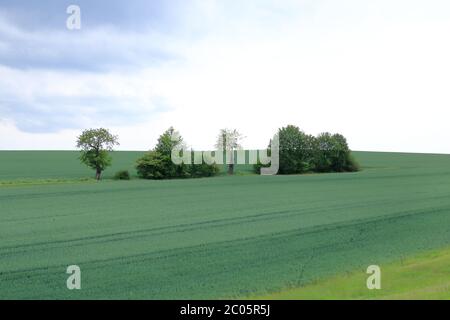 Paysage de jardin minimaliste avec arbres, buissons et différentes plantes par jour nuageux Banque D'Images