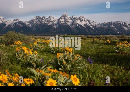 La balsamroot sauvage des feuilles d'arrow se blobe à travers les Willow Flats avec la chaîne de montagnes de Teton enneigée derrière au printemps au parc national de Grand Teton à Moose, Wyoming. Banque D'Images