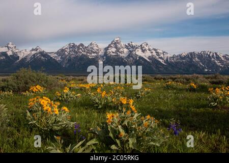 La balsamroot sauvage des feuilles d'arrow se blobe à travers les Willow Flats avec la chaîne de montagnes de Teton enneigée derrière au printemps au parc national de Grand Teton à Moose, Wyoming. Banque D'Images