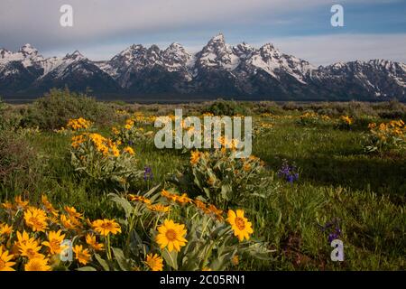 La balsamroot sauvage des feuilles d'arrow se blobe à travers les Willow Flats avec la chaîne de montagnes de Teton enneigée derrière au printemps au parc national de Grand Teton à Moose, Wyoming. Banque D'Images