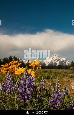 La balsamroot sauvage d'Arrowleaf et la lupin argenté fleurissent à travers les Willow Flats avec la chaîne de montagnes de Teton enneigée derrière pendant le printemps au parc national de Grand Teton à Moose, Wyoming. Banque D'Images