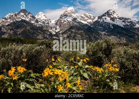 La balsamroot sauvage des feuilles d'arrow se blobe à travers les Willow Flats avec la chaîne de montagnes de Teton enneigée derrière au printemps au parc national de Grand Teton à Moose, Wyoming. Banque D'Images