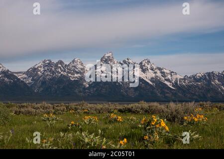 La balsamroot sauvage des feuilles d'arrow se blobe à travers les Willow Flats avec la chaîne de montagnes de Teton enneigée derrière au printemps au parc national de Grand Teton à Moose, Wyoming. Banque D'Images