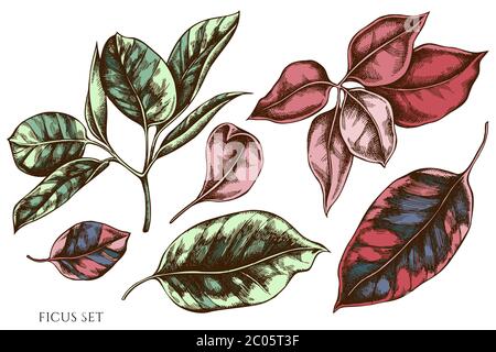 Ensemble vectoriel de ficus de couleur dessiné à la main Illustration de Vecteur