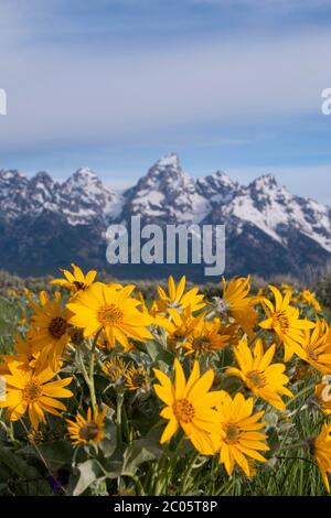 La balsamroot sauvage des feuilles d'arrow se blobe à travers les Willow Flats avec la chaîne de montagnes de Teton enneigée derrière au printemps au parc national de Grand Teton à Moose, Wyoming. Banque D'Images