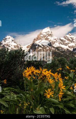 La balsamroot sauvage des feuilles d'arrow se blobe à travers les Willow Flats avec la chaîne de montagnes de Teton enneigée derrière au printemps au parc national de Grand Teton à Moose, Wyoming. Banque D'Images