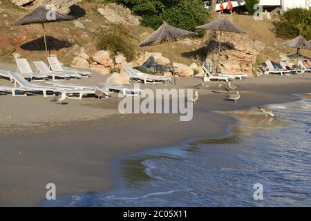 Mouettes sur la plage Banque D'Images