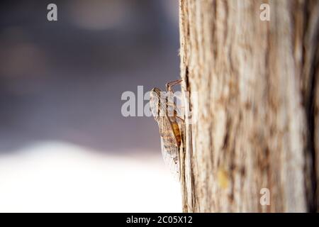 Une cicada ( Lyristes Plebeja ) qui gazouillent en Crète Banque D'Images