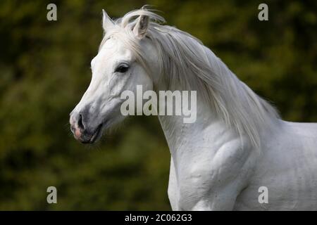 Étalon gris arabe pur-sang , portrait, Autriche Banque D'Images