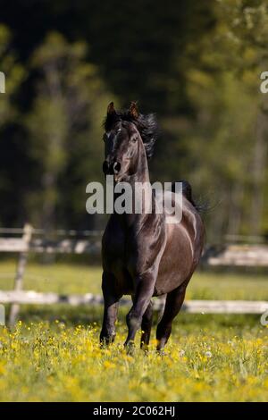 Étalon noir arabe pur-sang au printemps sur le pâturage, Tyrol, Autriche Banque D'Images
