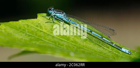 Azur (Coenagrion puella), mâle, basking sur la feuille, Schleswig-Holstein, Allemagne Banque D'Images