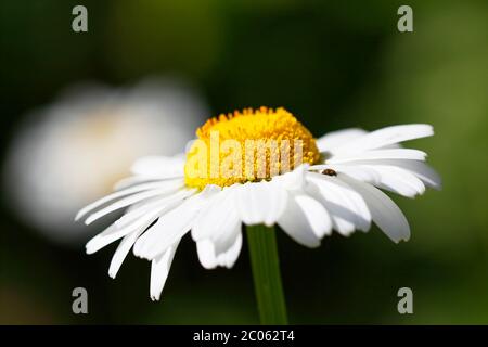 Marguerite à oeillet (Leucanthemum vulgare), fleur, Schleswig-Holstein, Allemagne Banque D'Images