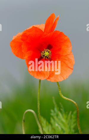 Pavot à graines (Papaver dubium), deux fleurs, Schleswig-Holstein, Allemagne Banque D'Images