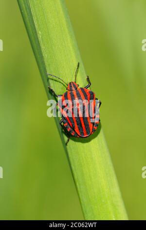 Insecte rayé italien (Graphosoma lineatum), qui se couche sur la feuille, Schleswig-Holstein, Allemagne Banque D'Images