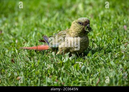 Le parakeet australien (Enicognathus ferrugineus) mange dans un pré, le parc national Torres del Paine, Patagonie, région de Magallanes y de la Antartica Banque D'Images