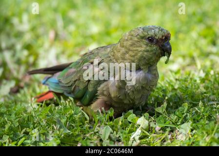 Le parakeet australien (Enicognathus ferrugineus) mange dans un pré, le parc national Torres del Paine, Patagonie, région de Magallanes y de la Antartica Banque D'Images