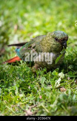 Le parakeet australien (Enicognathus ferrugineus) mange dans un pré, le parc national Torres del Paine, Patagonie, région de Magallanes y de la Antartica Banque D'Images