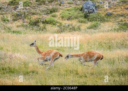 Guanacos (Llama guanicoe), deux animaux qui se chassent, parc national Torres del Paine, région de Magallanes y de la Antartica Chilena Banque D'Images