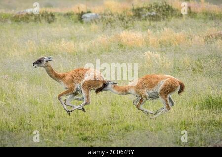 Guanacos (Llama guanicoe), deux animaux qui se chassent, parc national Torres del Paine, région de Magallanes y de la Antartica Chilena Banque D'Images