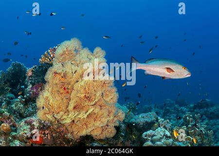 Vivaneau à double pois (Lutjanus bohar) nageant sur un récif de corail avec Melithaea gorgonian (Melithaea sp.), Grande barrière de corail, Mer de Corail, Pacifique Banque D'Images