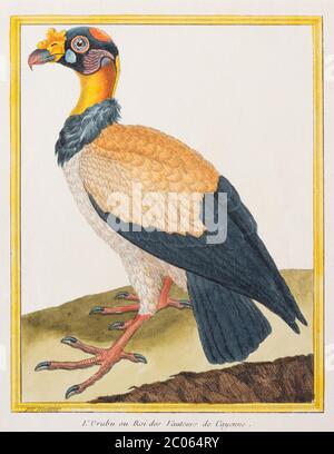 Roi Vulture (Sarcoramphus papa), gravure en cuivre de couleur main de François Nicolas Martinet, 1770 Banque D'Images