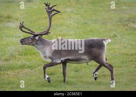 Renne (Rangifer tarandus) dans un pré, fjords de l'est, Islande Banque D'Images