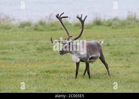 Renne (Rangifer tarandus) dans un pré, fjords de l'est, Islande Banque D'Images