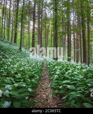 Floraison Ramsons (Allium ursinum), forêt de hêtre, forêt de Sihl près de Zurich, canton de Zurich, Suisse Banque D'Images