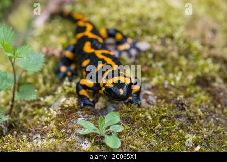 Salamandre à feu (Salamandra salamandra) à Habitat, Parc National Thayatal, Basse-Autriche, Autriche Banque D'Images