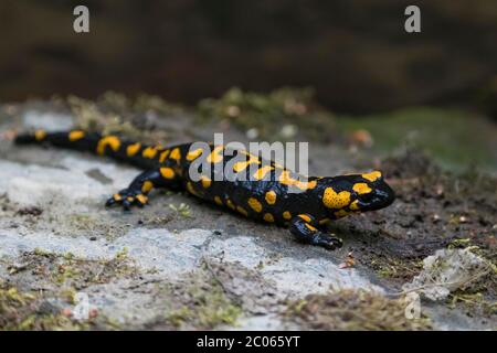 Salamandre feu (Salamandra salamandra) assis sur la pierre, Parc National Thayatal, Basse-Autriche, Autriche Banque D'Images