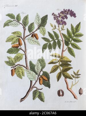 Chêne de liège (Quercus suber) et terebith (Pistacia terebinshus), gravure en copperplate de couleur main de Friedrich Justin Bertuch Bilderbuch für Kinder Banque D'Images