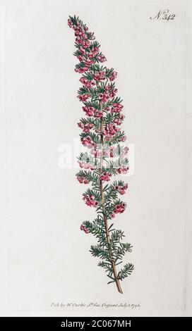 Common Heather (Erica persoluta), gravure en copperplate de couleur main du William Curtis Botanical Magazine, Londres, 1796 Banque D'Images