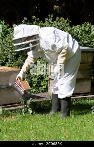 Apiculture dans le Hampshire, Royaume-Uni Banque D'Images