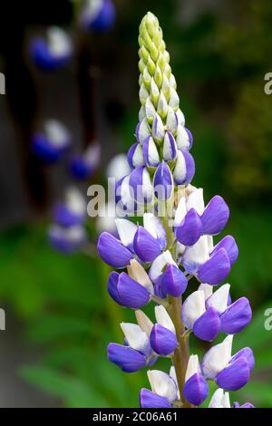 Lupin (Lupinus Polyphyllus le gouverneur) croissant dans une frontière dans le jardin arrière, Northampton, Angleterre, Royaume-Uni, Banque D'Images