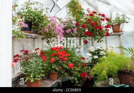 Exposition étonnante de plantes à fleurs aux couleurs vives, dont des géraniums et d'autres plantes de maison dans une serre, Royaume-Uni. Fleurs, plantes en pot Banque D'Images