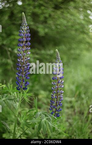 Deux belles lupins dans un pré d'été. Mise au point sélective. Banque D'Images