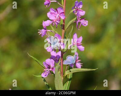 fireweed avec IDAS bleu Banque D'Images