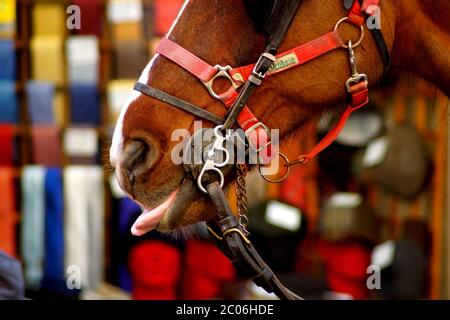 gros plan sur le museau d'un cheval dans la ville de rome Banque D'Images