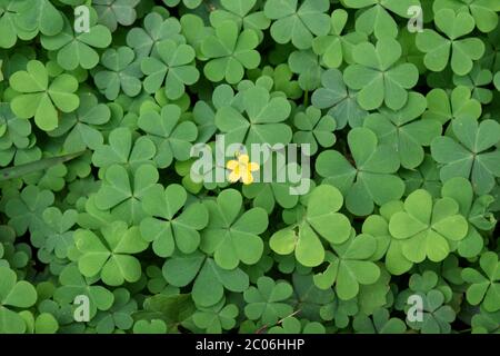 Fleur jaune Oxalis sur fond vert de feuilles, beauté de la plante , Terre belle plante système de croissance dans la nature . Belle plante verte . Banque D'Images