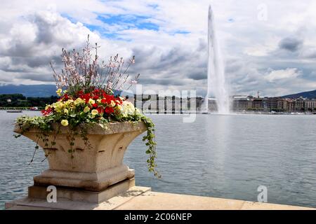Jet d'eau sur le lac Léman, Suisse avec fleurs en premier plan Banque D'Images