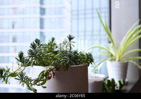 Plantes en pot sur un seuil de fenêtre dans un appartement urbain Banque D'Images