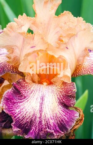 Iris 'Frances Gaulter' Tall iris barbu dans les chutes de pourpre abricot Banque D'Images